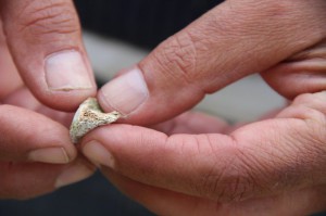 Kleine Knochenteile - wie sie zu Tausenden im Gelände des Vernichtsungslagers Sobibór gefunden wurden. 