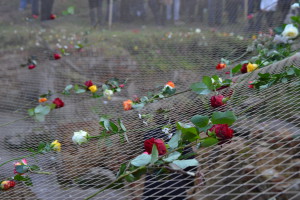 Ein Netz mit vielen Rosen lag zunächst über der Ausgrabungsstelle des Kellers der ehemaligen Küchenbaracke. In diesen räumen waren viele der 1.700 jungen ungarischen Jüdinnen 1944 grauenvoll geprügelt worden. SchülerInnen und StudentInnen haben diesen Keller im Laufe der letzten zehn Jahre nach und nach freigelegt.