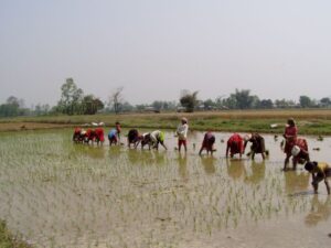Nepalesische Frauen beim Reisanbau, 2008